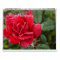 Flower Photography Wall Calendar