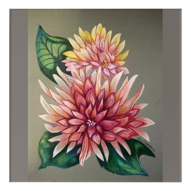 Flower Pink Japanese Chrysanthemum Drawing Acrylic Print (Front)