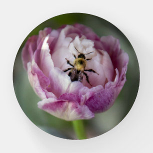 Flower Pink Tulip and Bee Paperweight