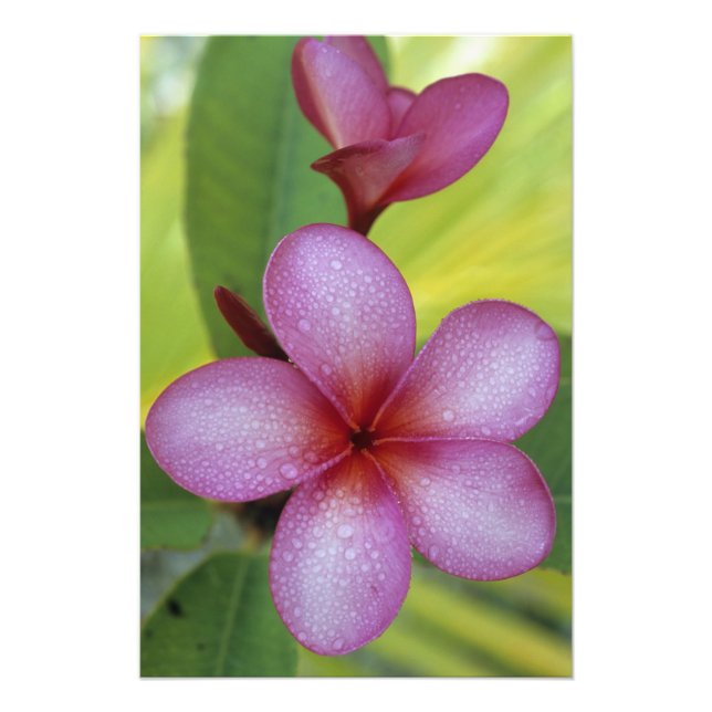Flower, Plumeria sp.), South Pacific, Niue Photo Print (Front)