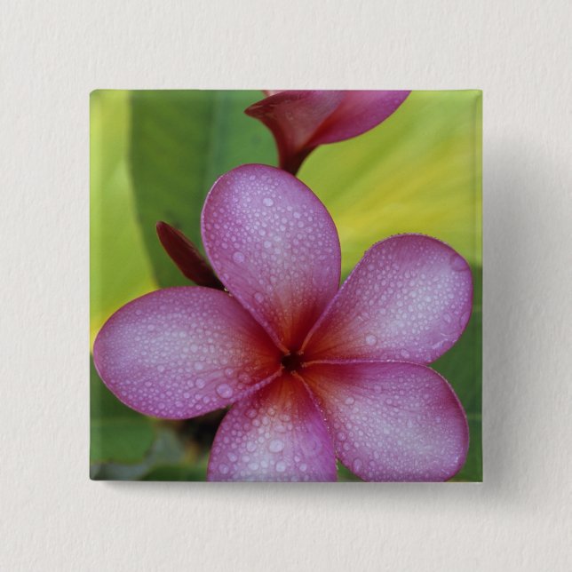 Flower, Plumeria sp.), South Pacific, Niue Pinback Button (Front)