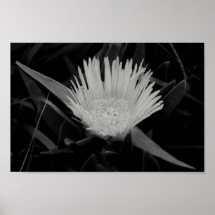 Flower Portrait in Black and White Poster