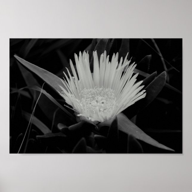 Flower Portrait in Black and White Poster (Front)