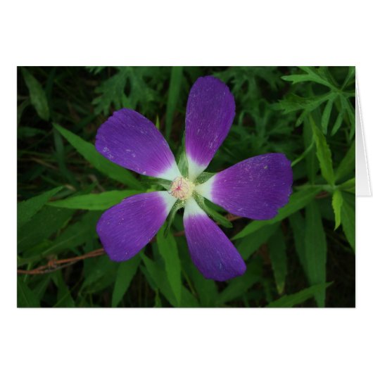 Flower Posing as a Purple Star / Estrella morada Cards (Front Horizontal)
