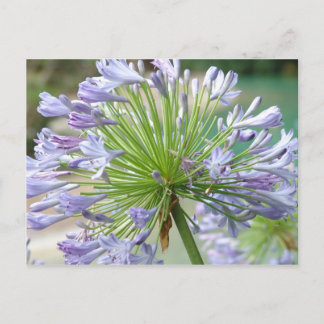 Flower Post Card