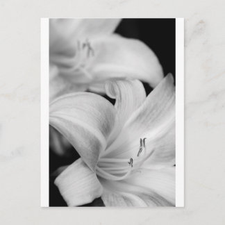 Flower Postcard