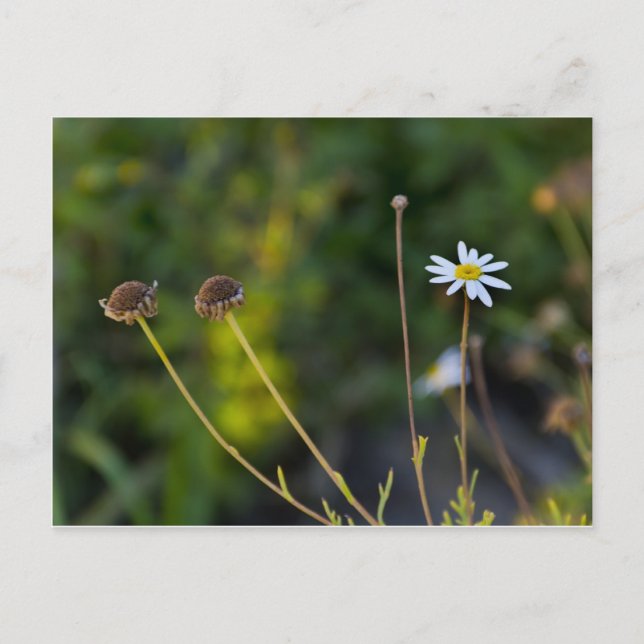 Flower Postcard (Front)