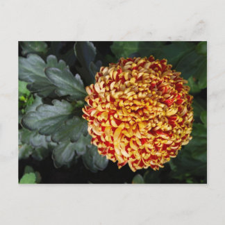 Flower Postcard