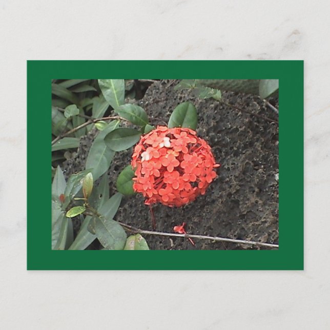 Flower Postcard (Front)