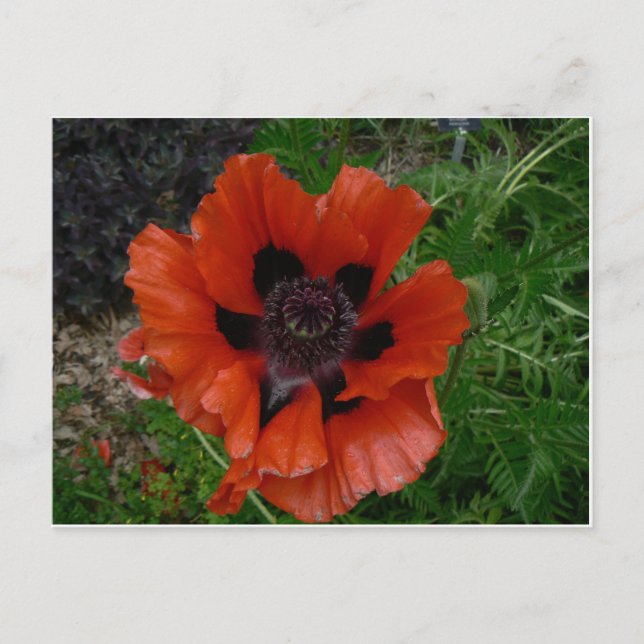 Flower postcard (Front)