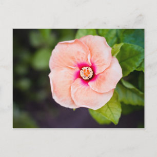 Flower Postcard