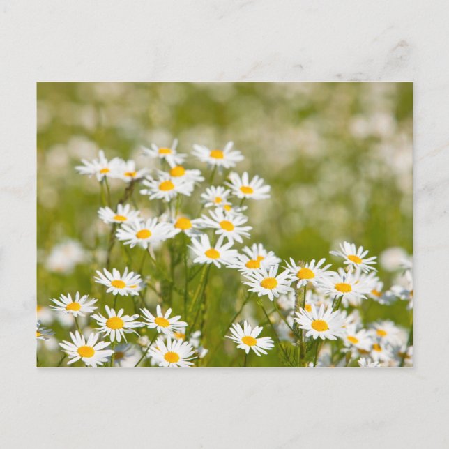 Flower Postcard (Front)