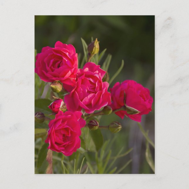 Flower Postcard (Front)