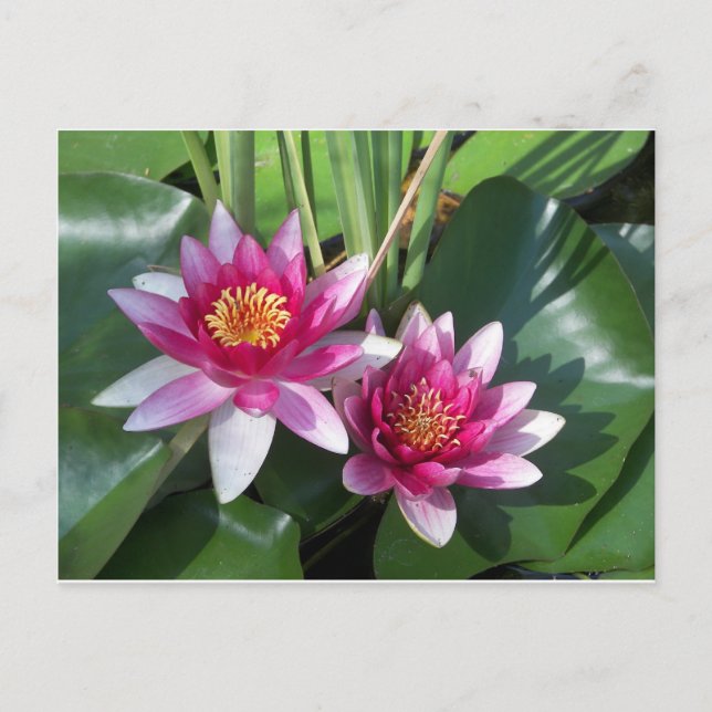 Flower Postcard (Front)