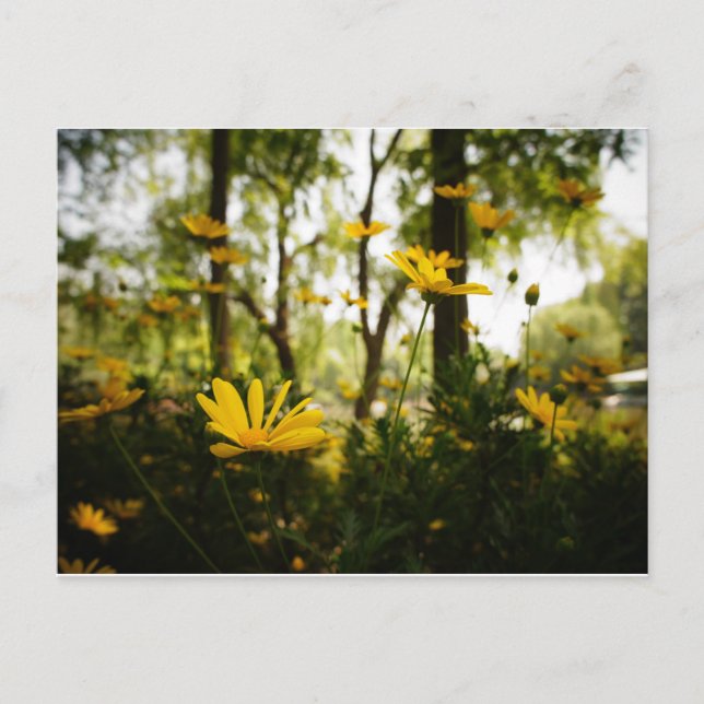 Flower Postcard_01 Postcard (Front)