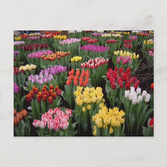 Flower postcard 71 (Front)