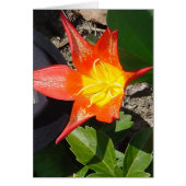 Flower Power (Front)