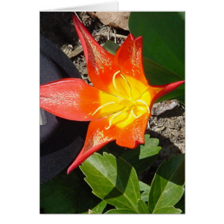 Flower Power Cards