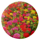 FLOWER POWER CHOCOLATE COVERED OREOS (Front)