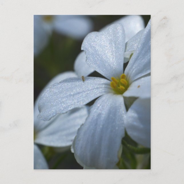 Flower Power Postcard (Front)