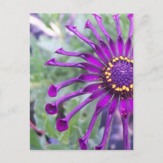 Flower Power Spider Purple Postcard