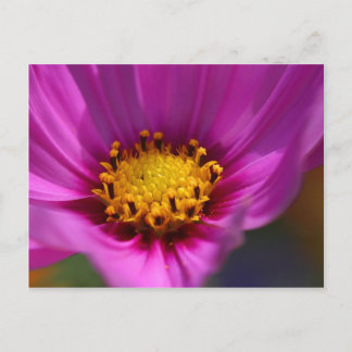Flower Purple Postcard