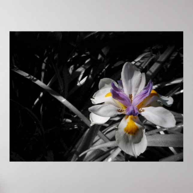 Flower - Purple Yellow White Poster (Front)