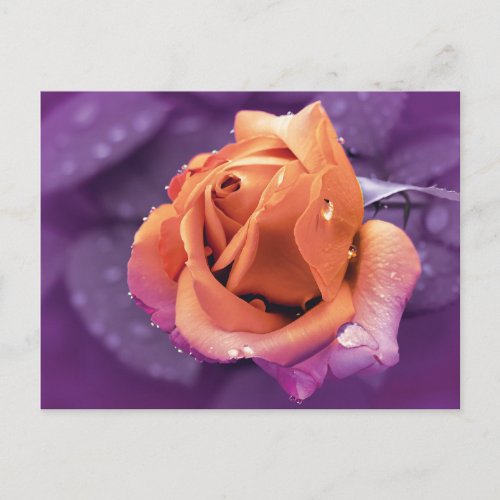  Flower  Raindrops Purple  Orange Duotone Postcard