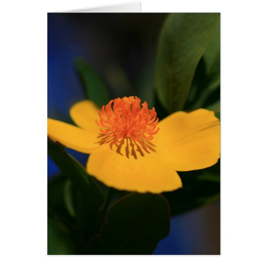 Flower Shadow Cards (Front)
