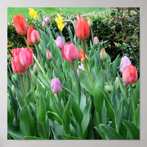 flower spring beautiful background tulip poster