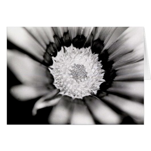 Flower Study Cards (Front Horizontal)