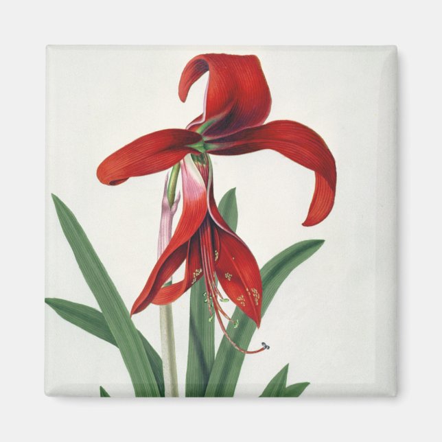 Flower Study, Magnet (Front)