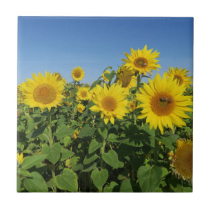 flower, sun, plant, nature, summer, floral, ceramic tile