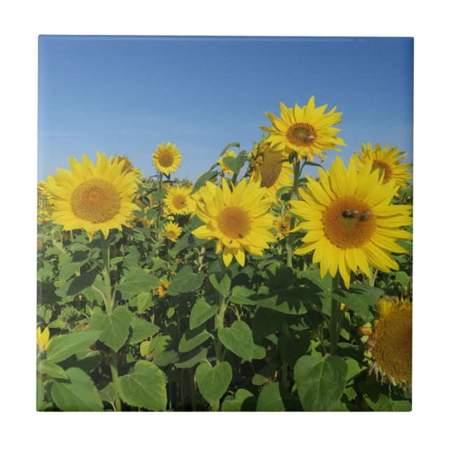 flower, sun, plant, nature, summer, floral, ceramic tile (Front)