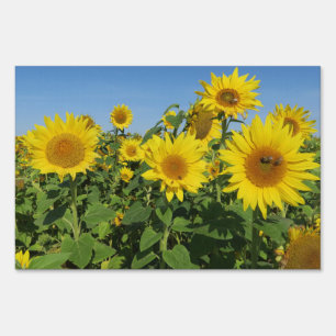 flower, sun, plant, nature, summer, floral, sign