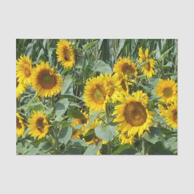 flower, sun, plant, nature, summer, floral, tissue paper (Front)