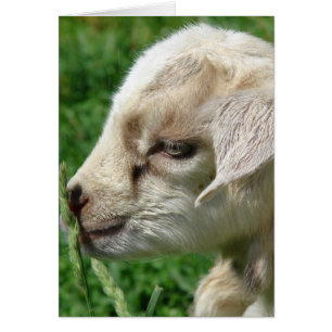 Flower the Goat Kid Cards