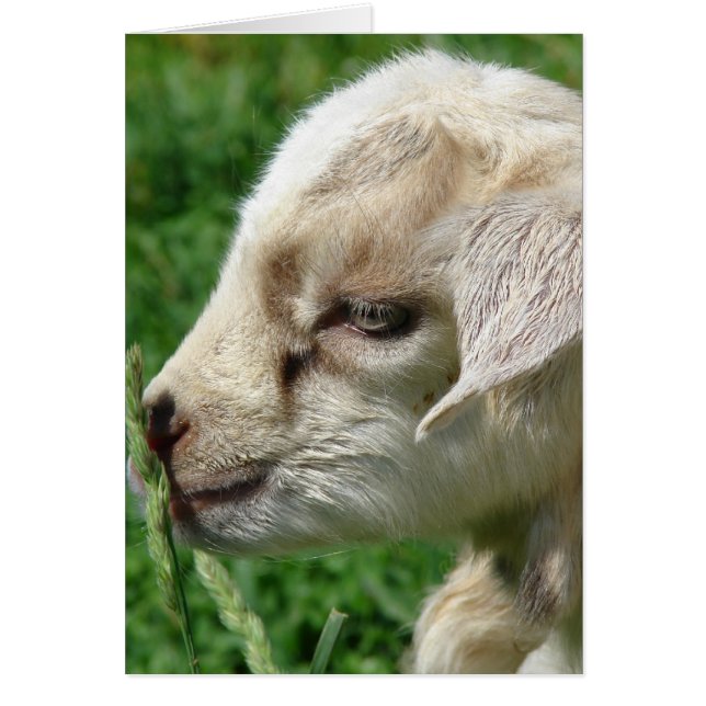 Flower the Goat Kid Cards (Front)