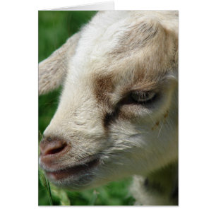 Flower the Goat Kid Cards