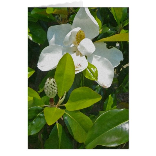 Flower to Fruit Cards (Front)