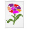 FLOWER : Unusual  Color Scheme