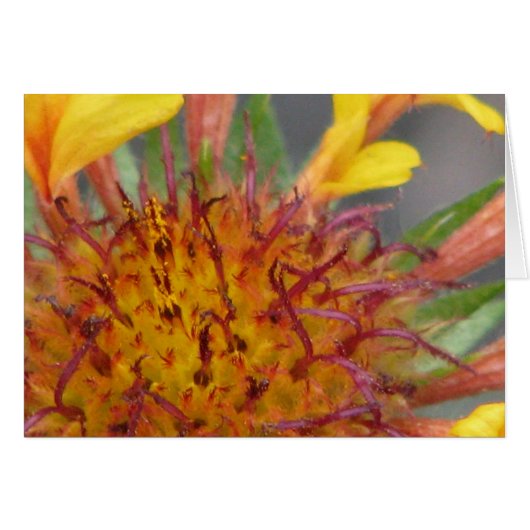 Flower Up-Close Cards (Front Horizontal)
