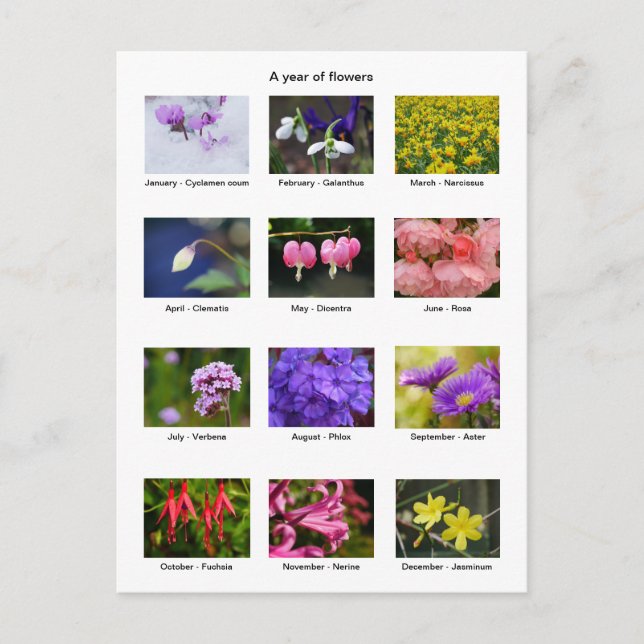 Flower Year Postcard (Front)