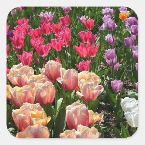 Flowerbed of tulips of various colors square sticker