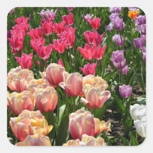 Flowerbed of tulips of various colors square sticker