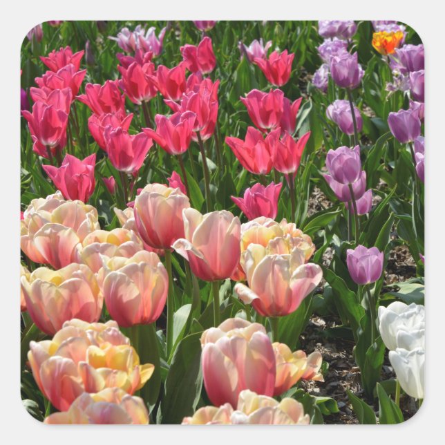 Flowerbed of tulips of various colors square sticker (Front)