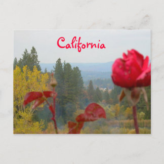 Flowered California Postcard