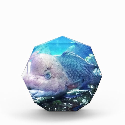 Flowerhorn Cichlid Fish Acrylic Award