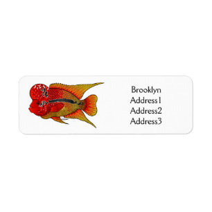 Flowerhorn cichlid fish cartoon illustration label
