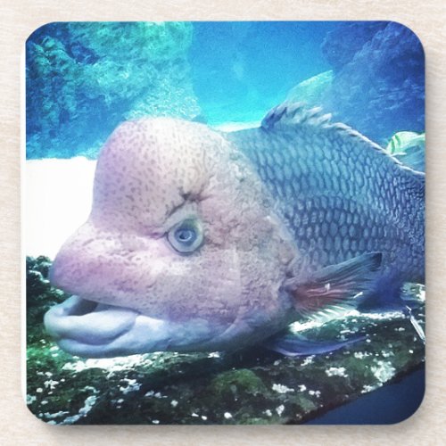 Flowerhorn Cichlid Fish Coaster